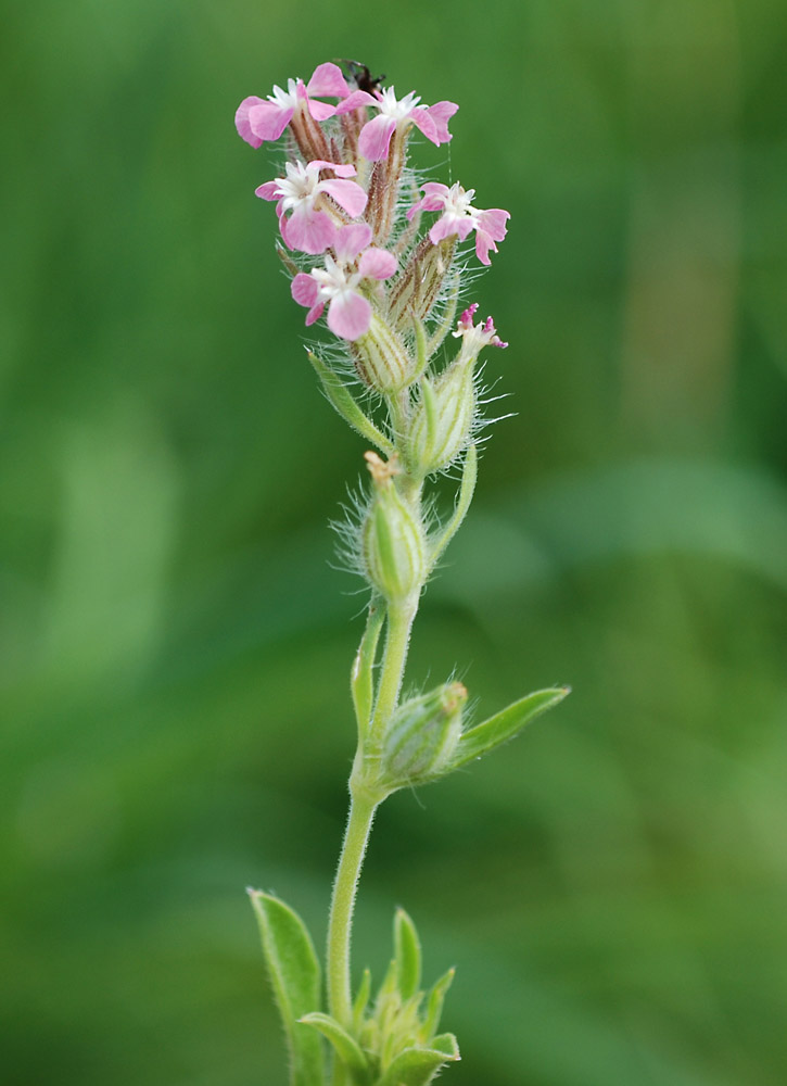 Silene gallica / Silene gallica